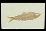 Fossil Fish (Knightia) - Green River Formation #122883-1